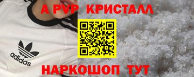 спайс Кингисепп